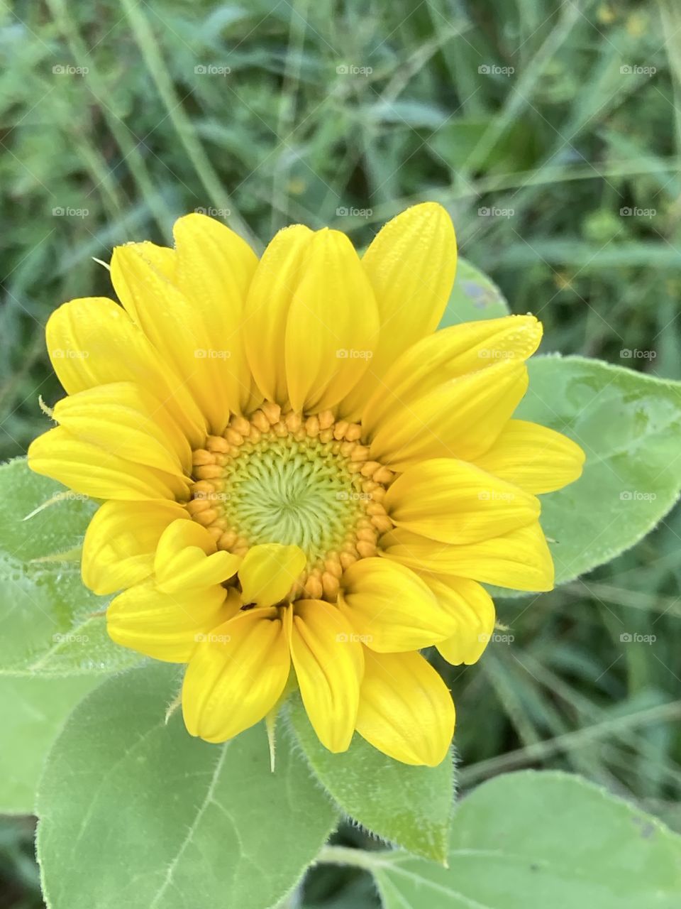 This is a portrait of a very pretty, yellow sunflower.