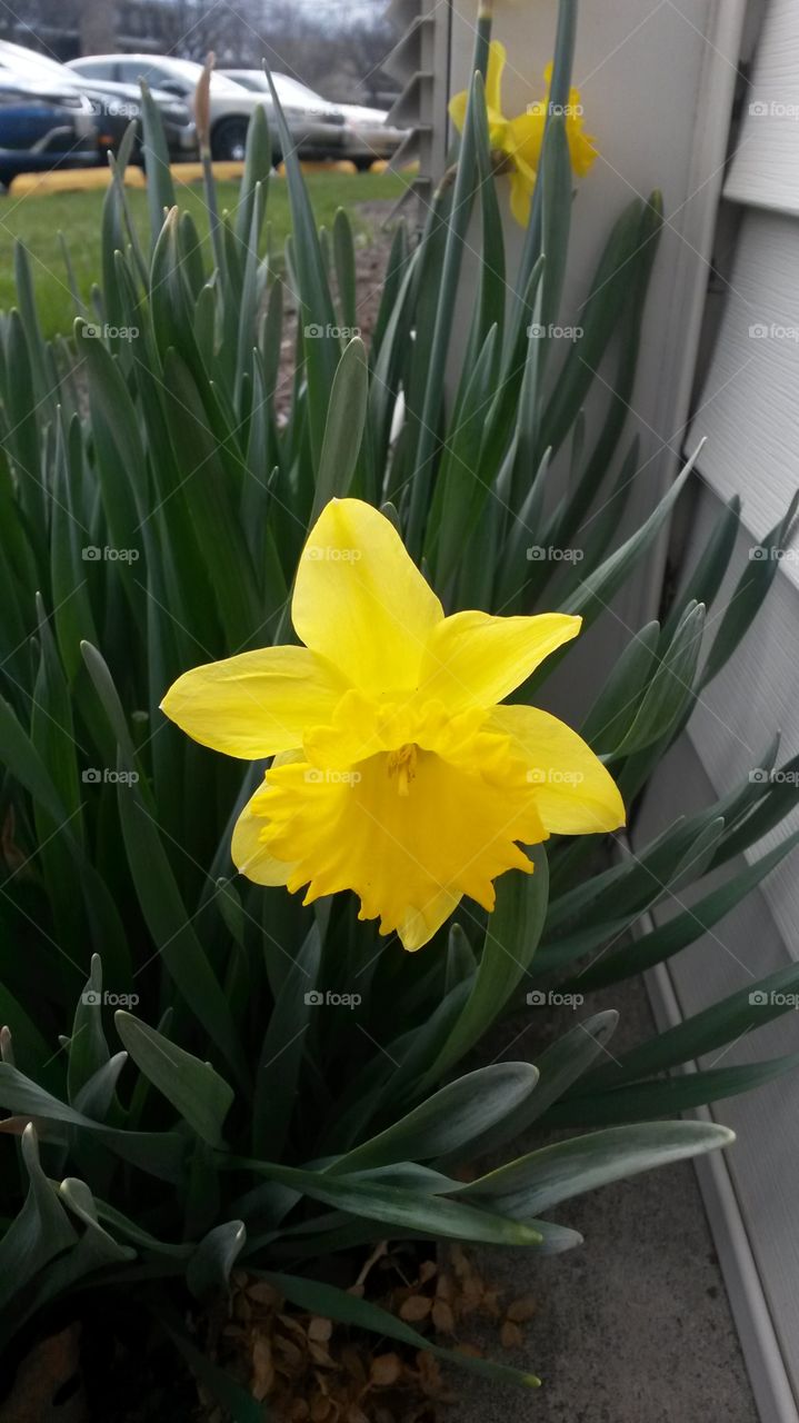 daffodil
