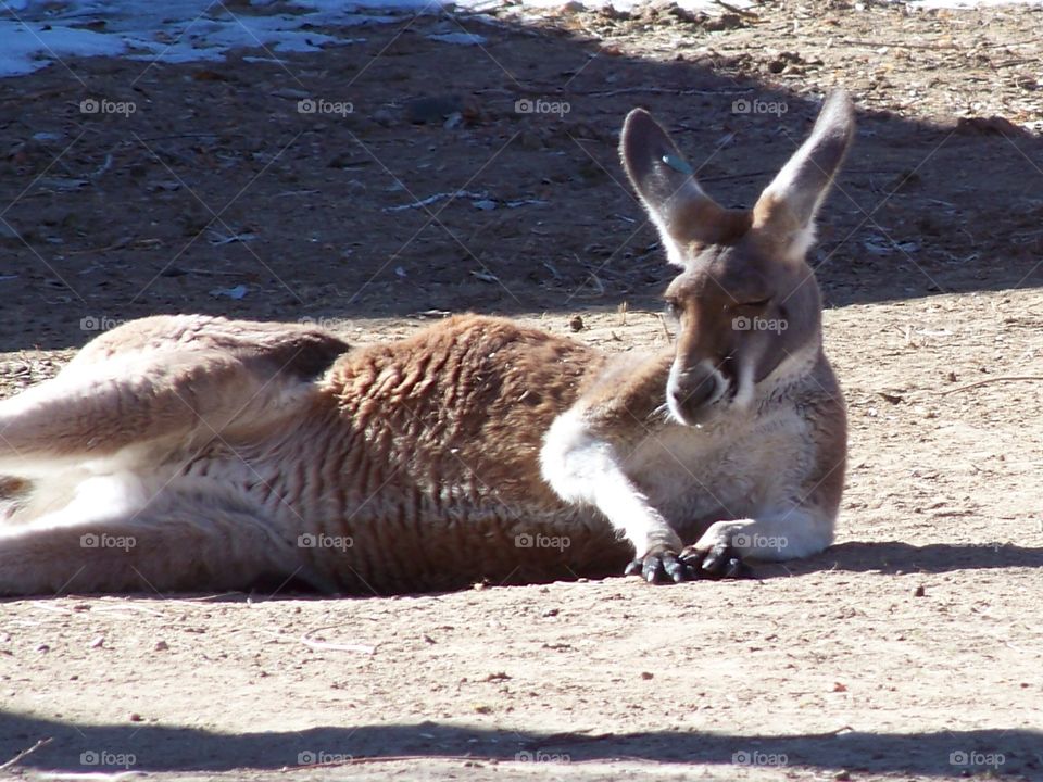Posing kangaroo 