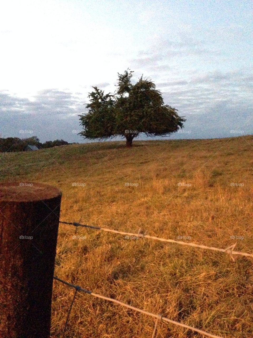 Lonely tree