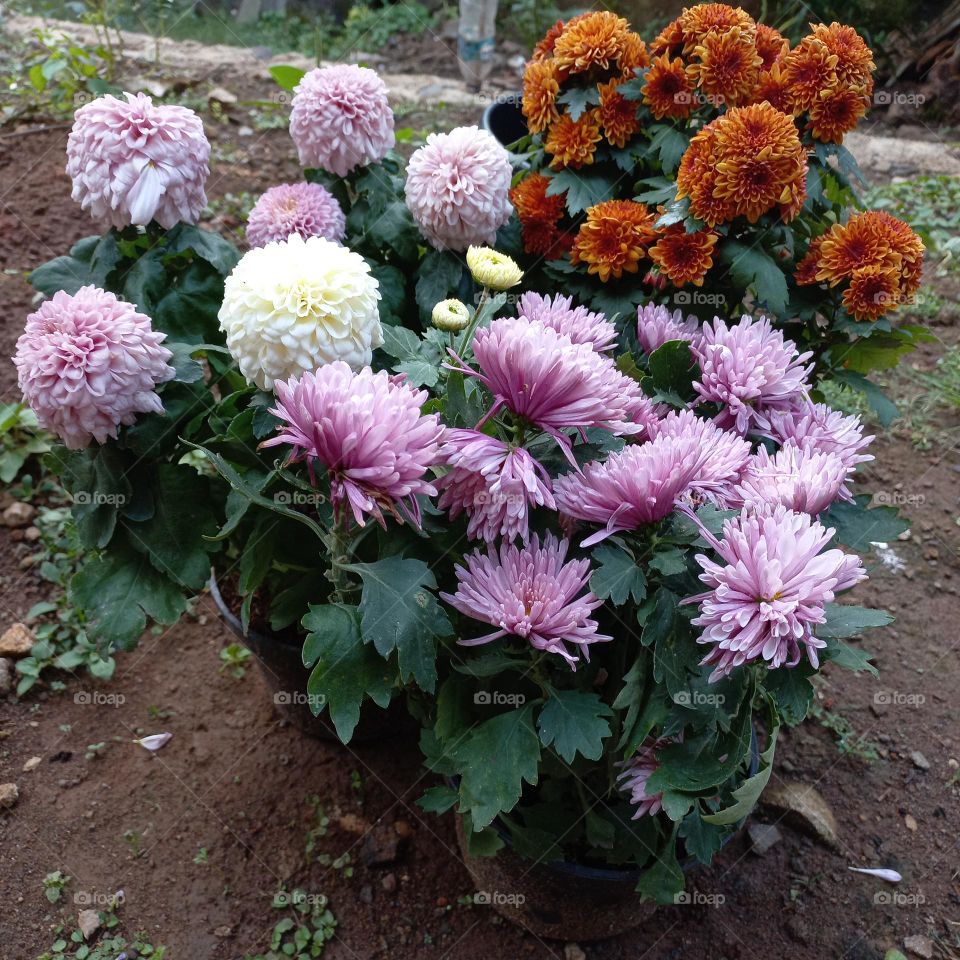 chrysanthemum is a type of flowering plant that is often grown as an ornamental plant