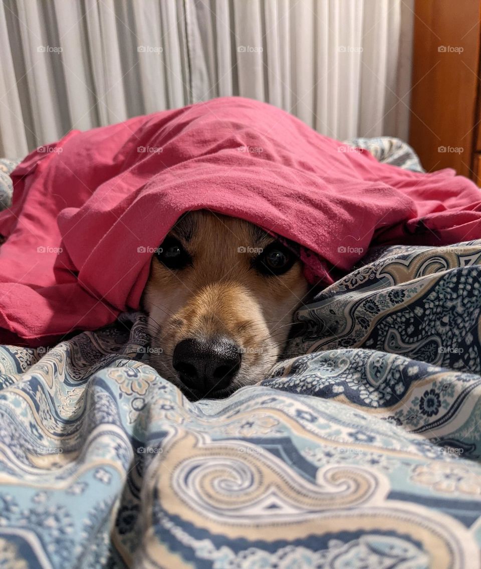 hiding in fear from the thunderstorm