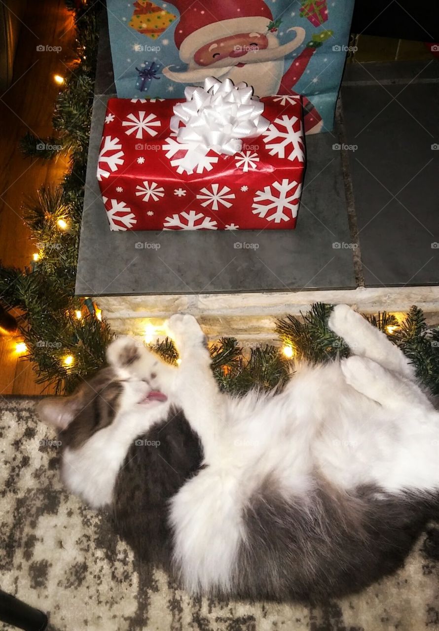 Cats Love Christmas