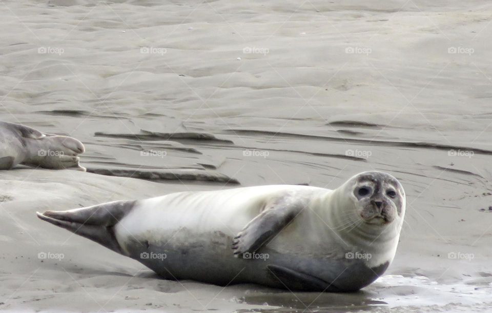 cutie on the beach