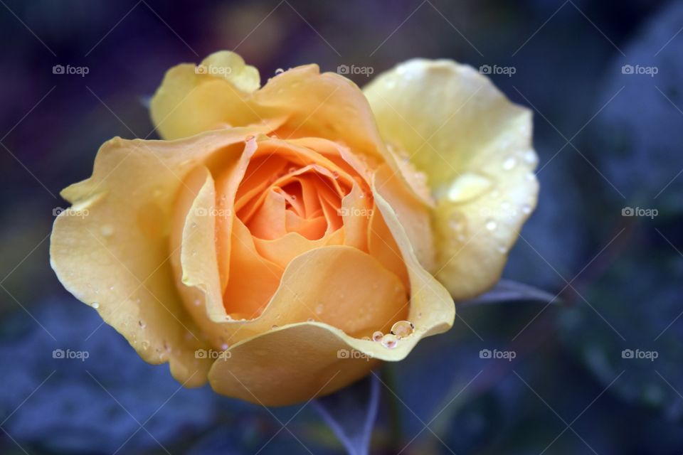 bloomed rose