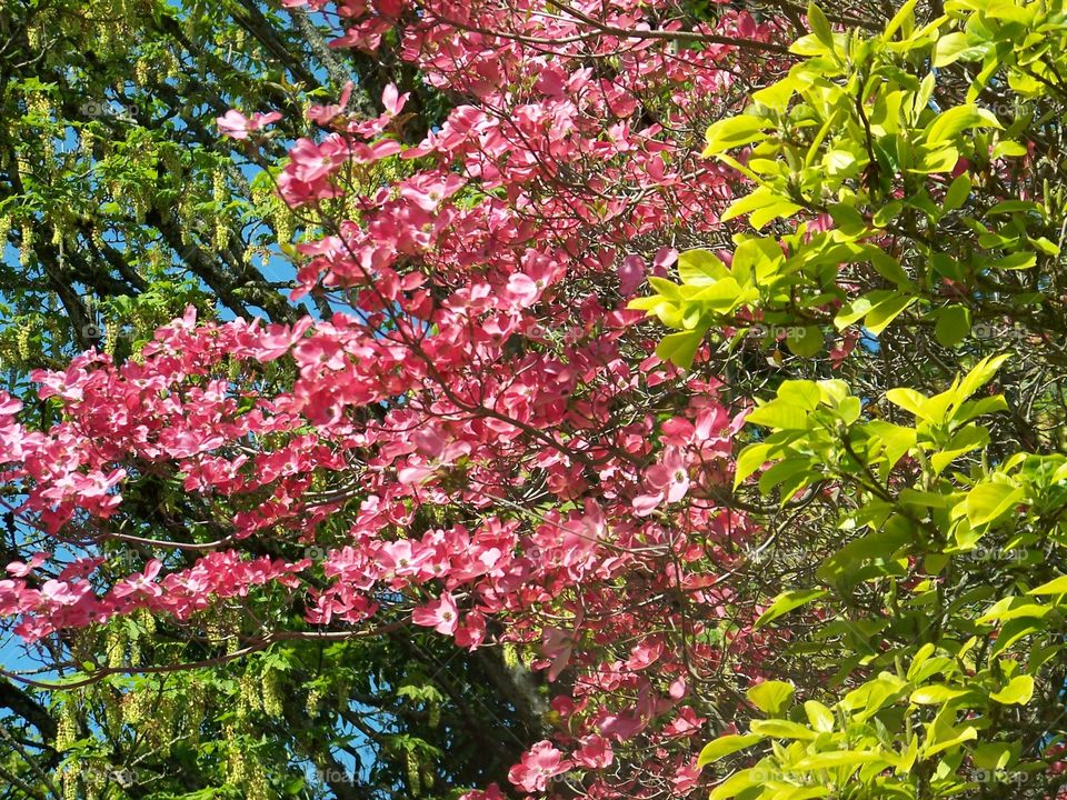 trees leaves & bloom. backyard