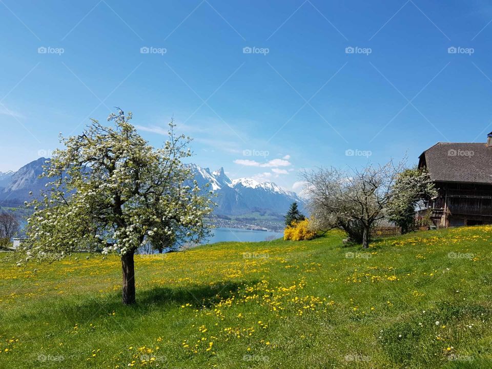 Spring in Switzerland 