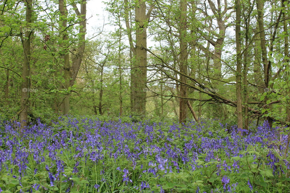 Bluebells in full bloom