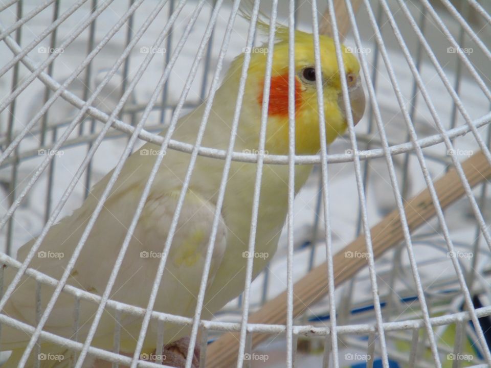 Calopsita bird