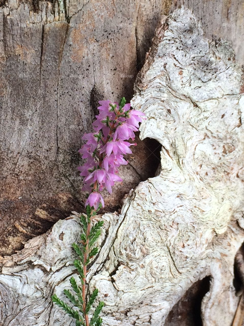Flower on wood