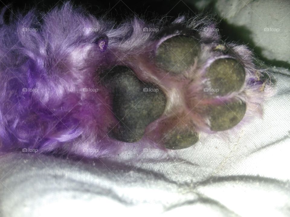 purple paw