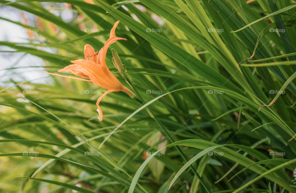 Beauty of nature in the wilderness