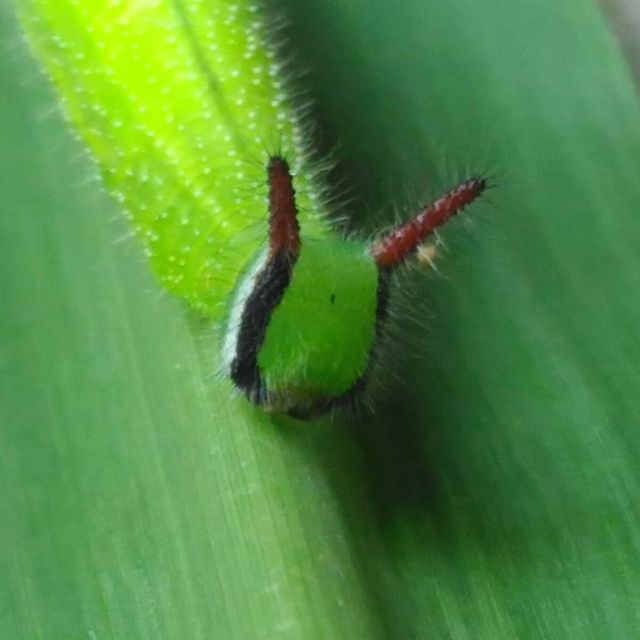 Very  beautiful  Green  colour  Caterpillar  on  a  Grass.
