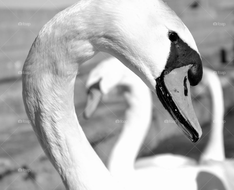 animal swan bird blackwhite by bubu