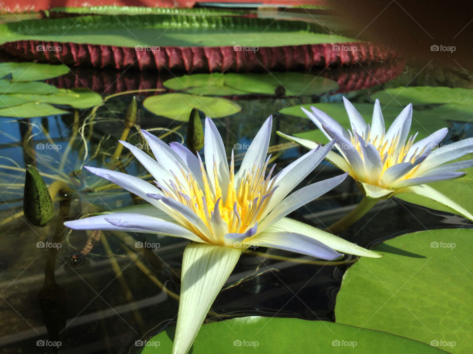 Water lily in pond