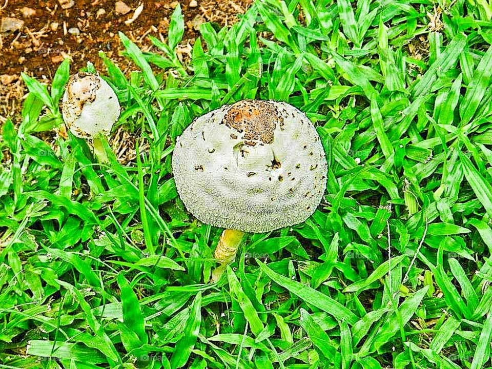 Mushrooms of Costa Rica