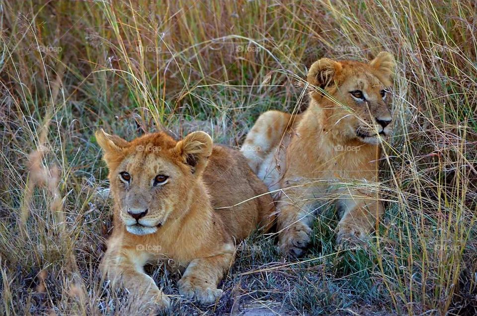 lion cubs safari