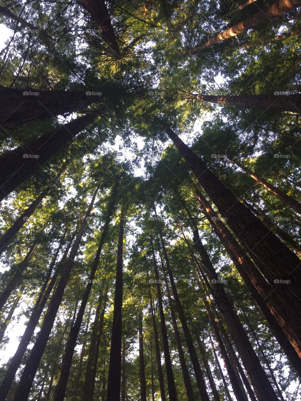 The Secuoia forest. Countryside✨