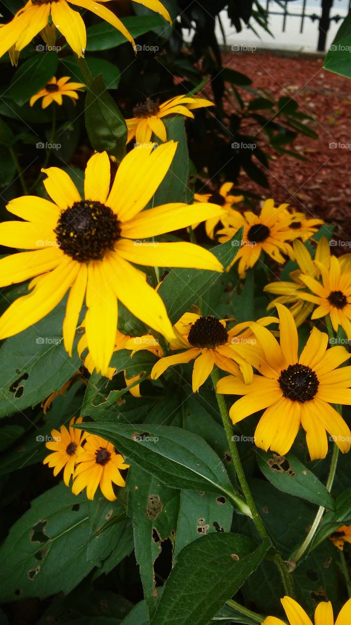 No Person, Flower, Summer, Nature, Flora