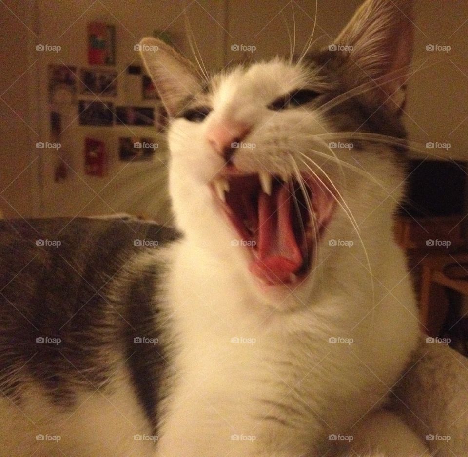 Ramesses the cat yawning