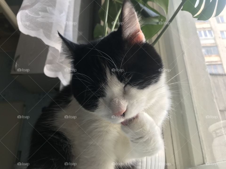 Take some time to take care of yourself, like cats do