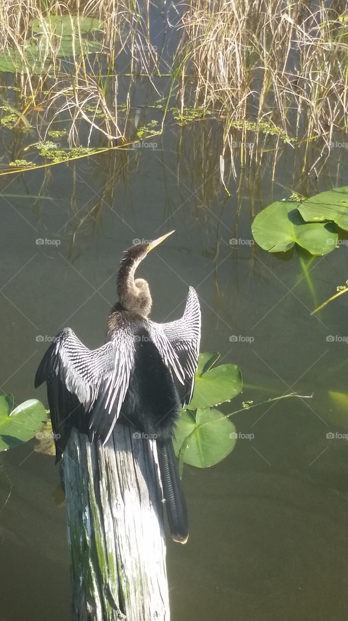 Florida bird