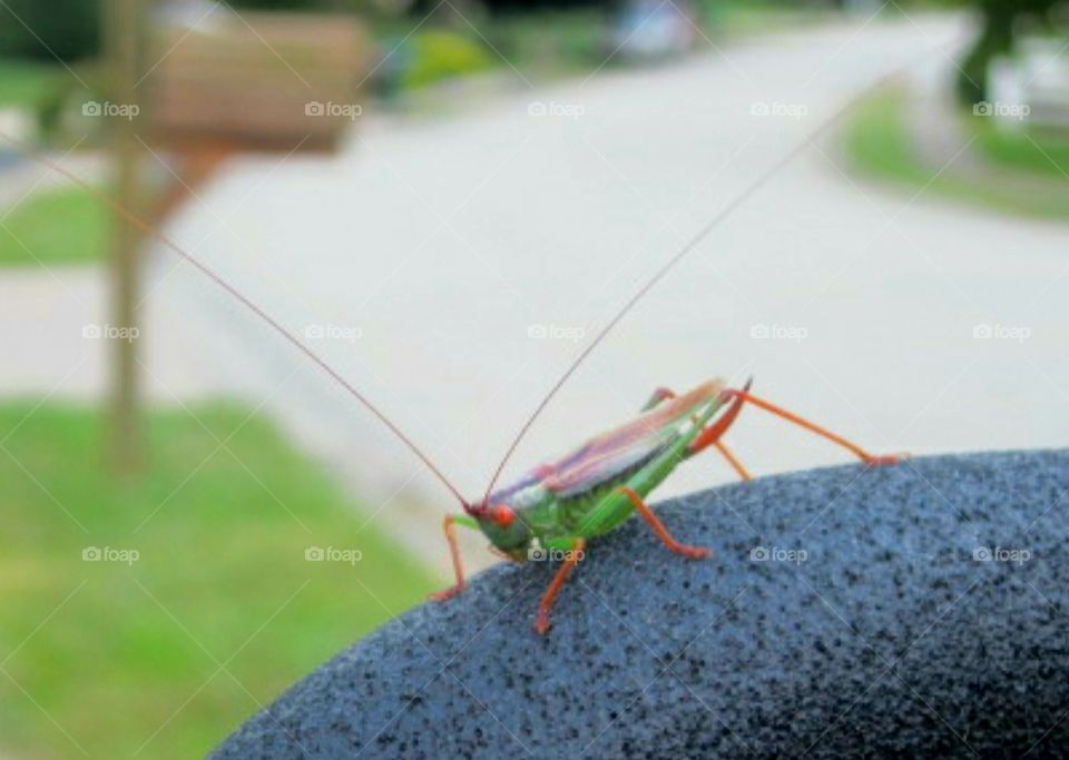 Grasshopper