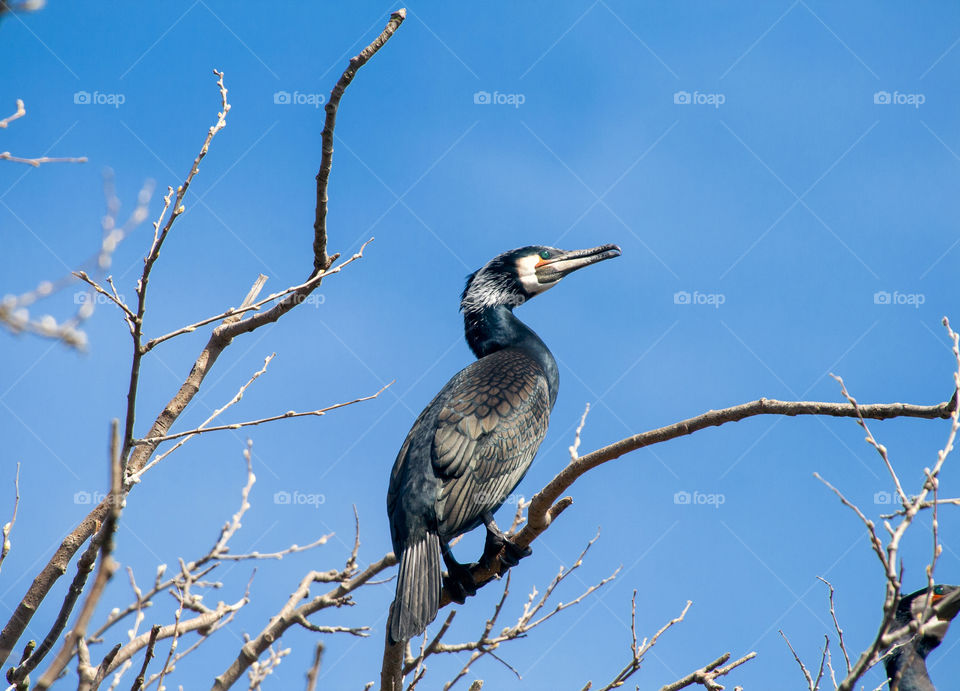 Cormorant sits on a dead tree and watches over the cormorant colony 