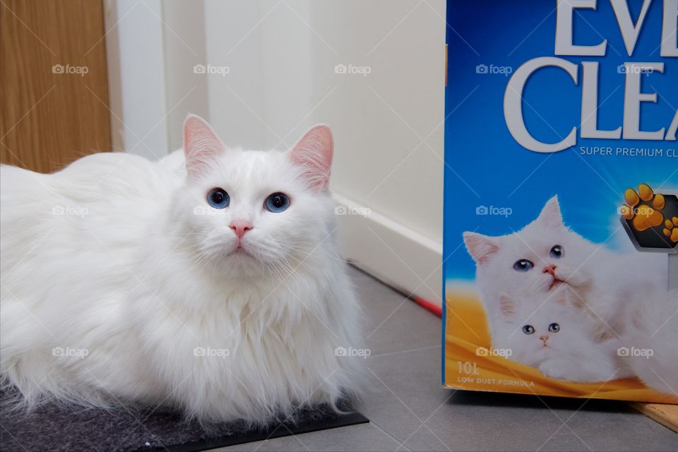 white Norwegian Forest Cat