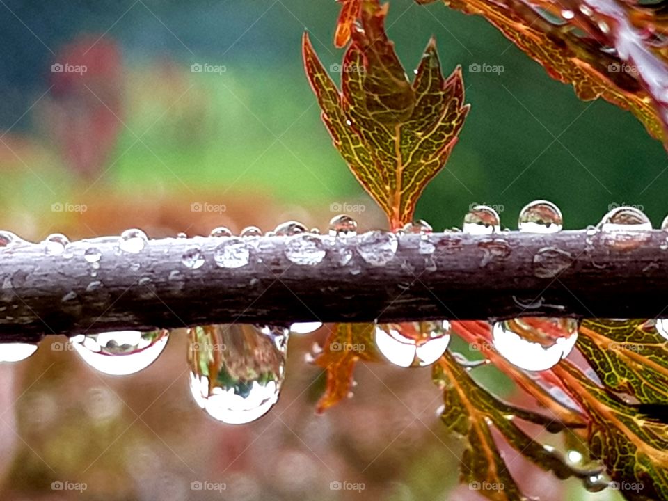 Twig with raindrops