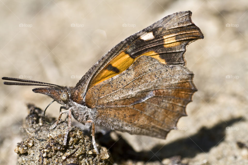 Nettle-tree Butterfly