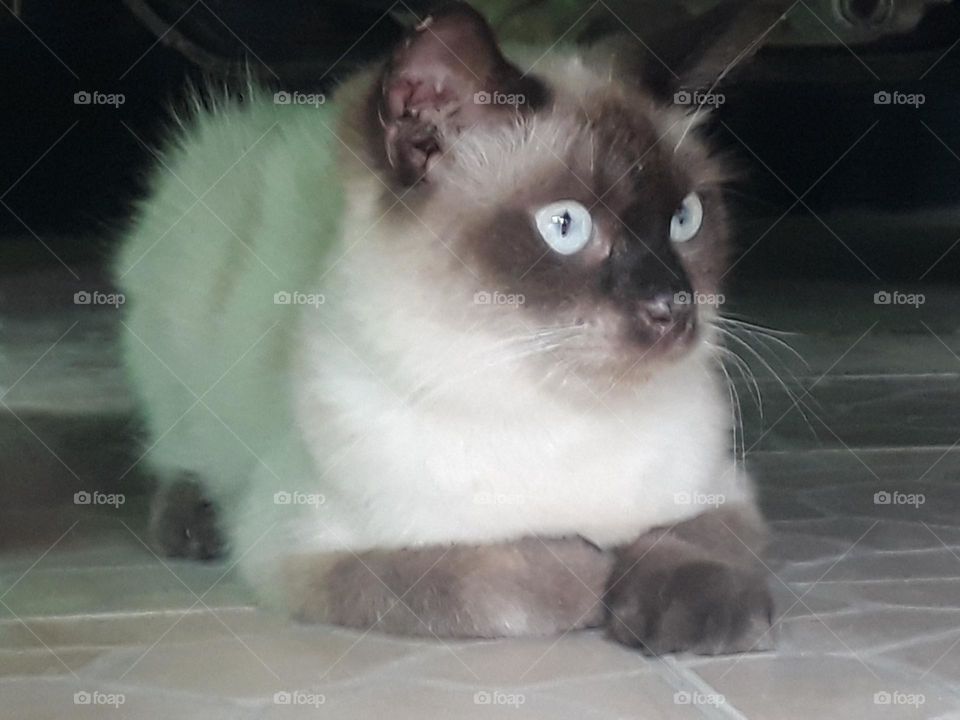 Cats are carnivorous animals but many people keep them and are liked because they are tame and fun to play with.