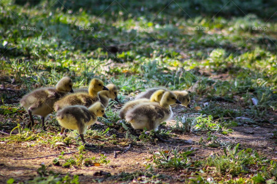 ducklings