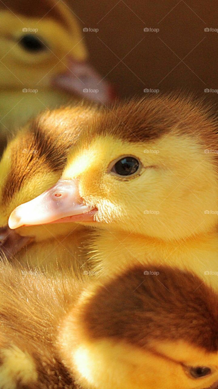 cute baby chicks