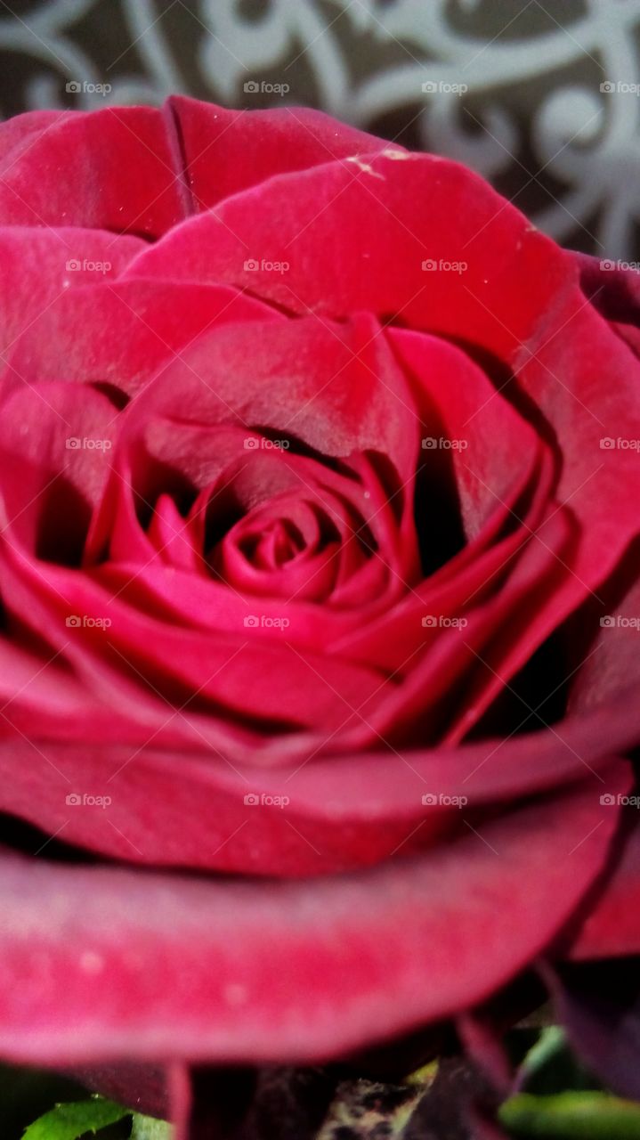 Closeup of a stunning rose