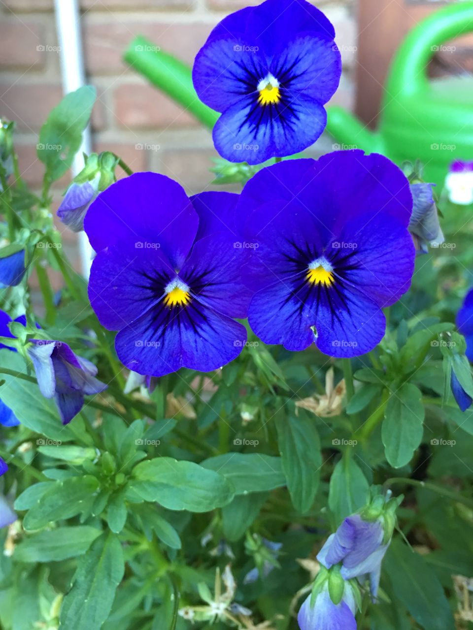 Dark blue pansies 