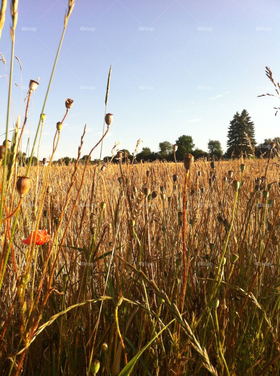 A field in Bavaria at sunset. The remnants of a few red poppies, and a deep green tree line in the background