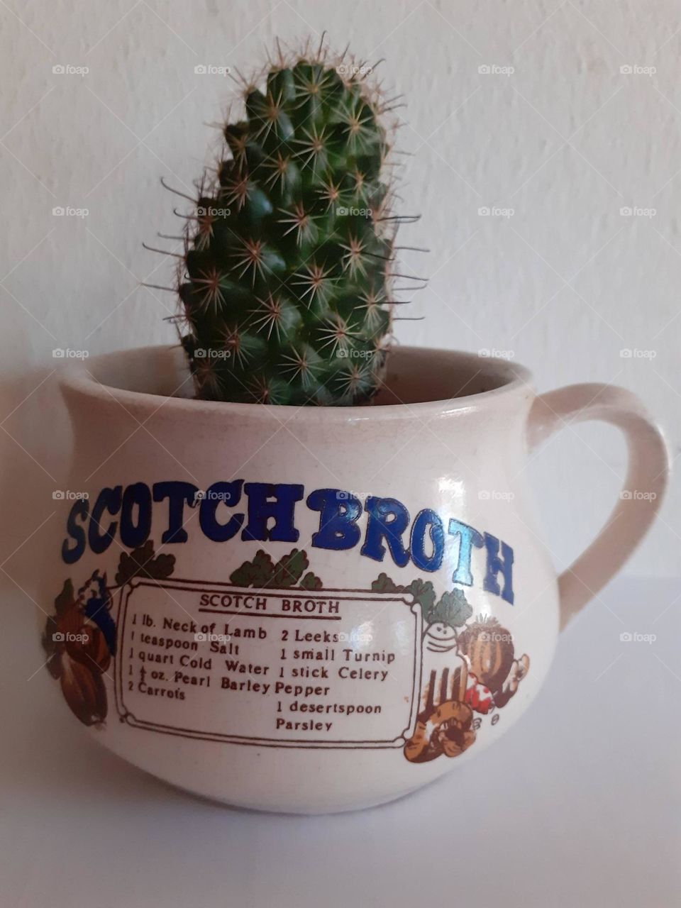 cactus en taza de cerámica