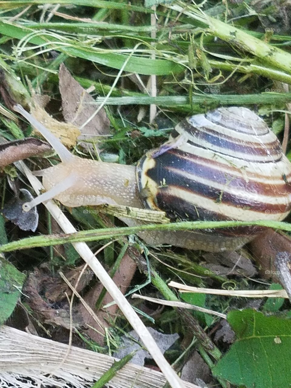 spring snailing