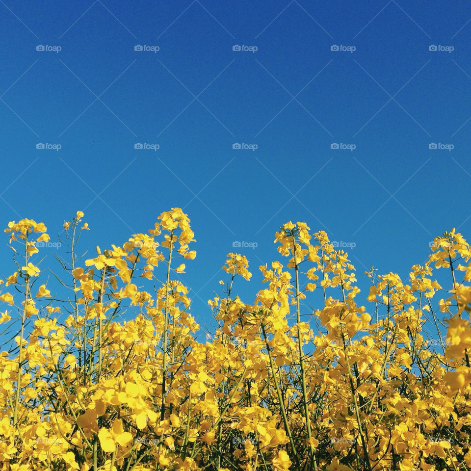 It's all yellow . Rapeseed with clear blue sky