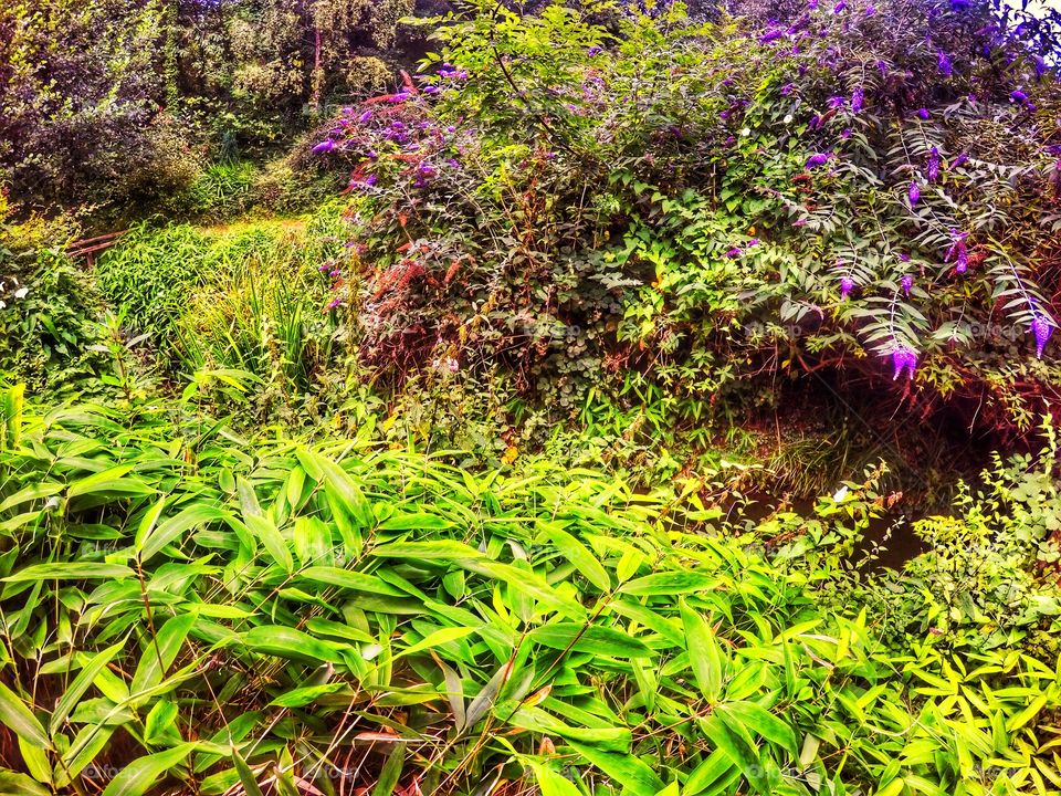 Undergrowth. Lush vegetation