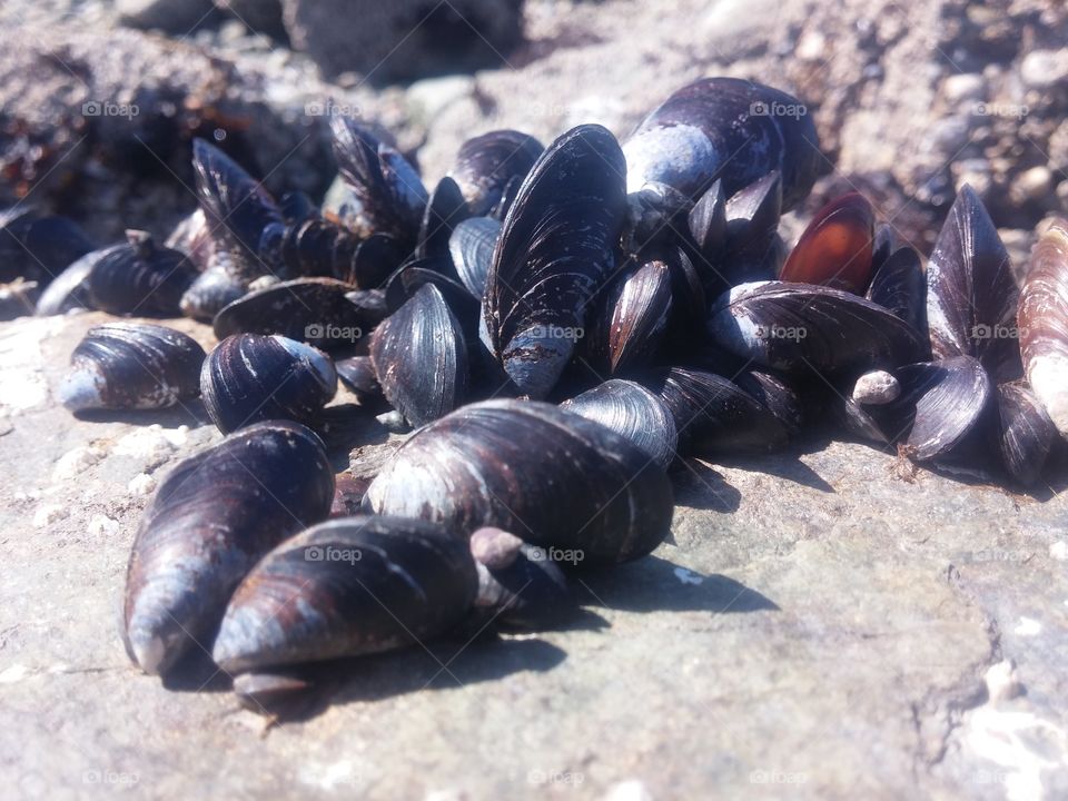 mussles