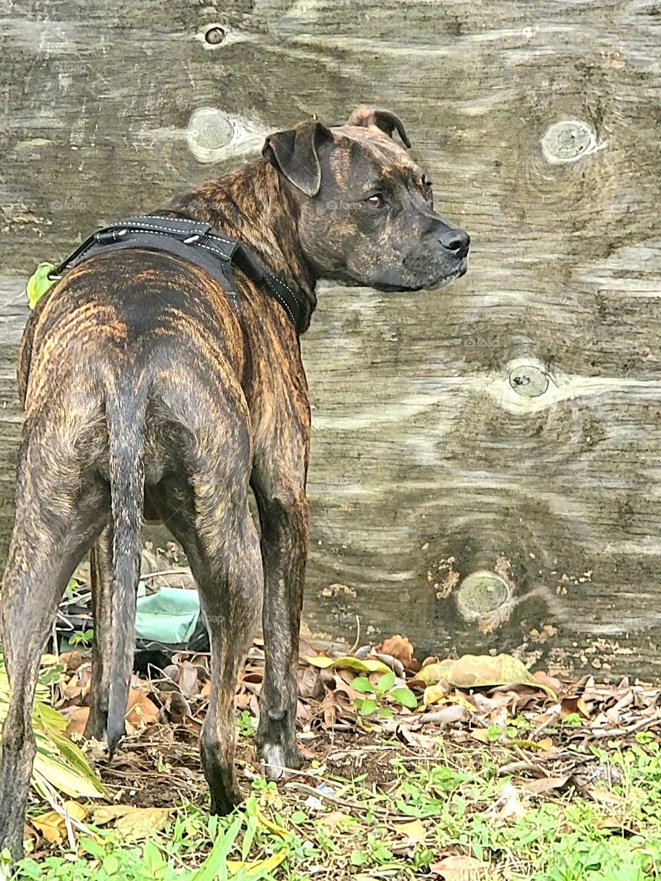 Brindle Pit Bull