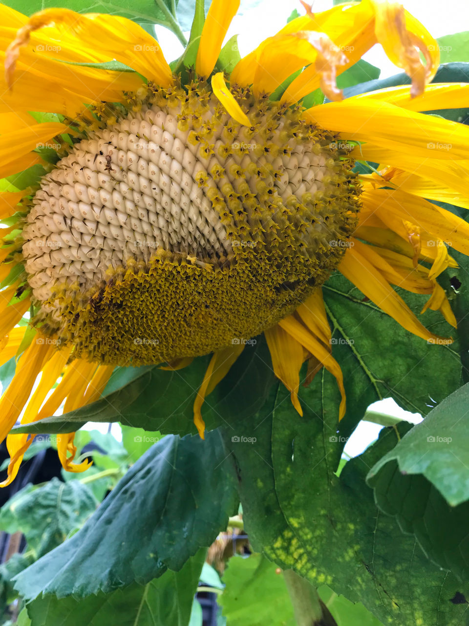 You know autumn is coming when the sunflower heads start to hang down because of the heavy weight of the ripening seeds. Picking will have to be well timed to ensure they don’t ripen too much because then they will be ‘harvested’ by the animals! 🐭