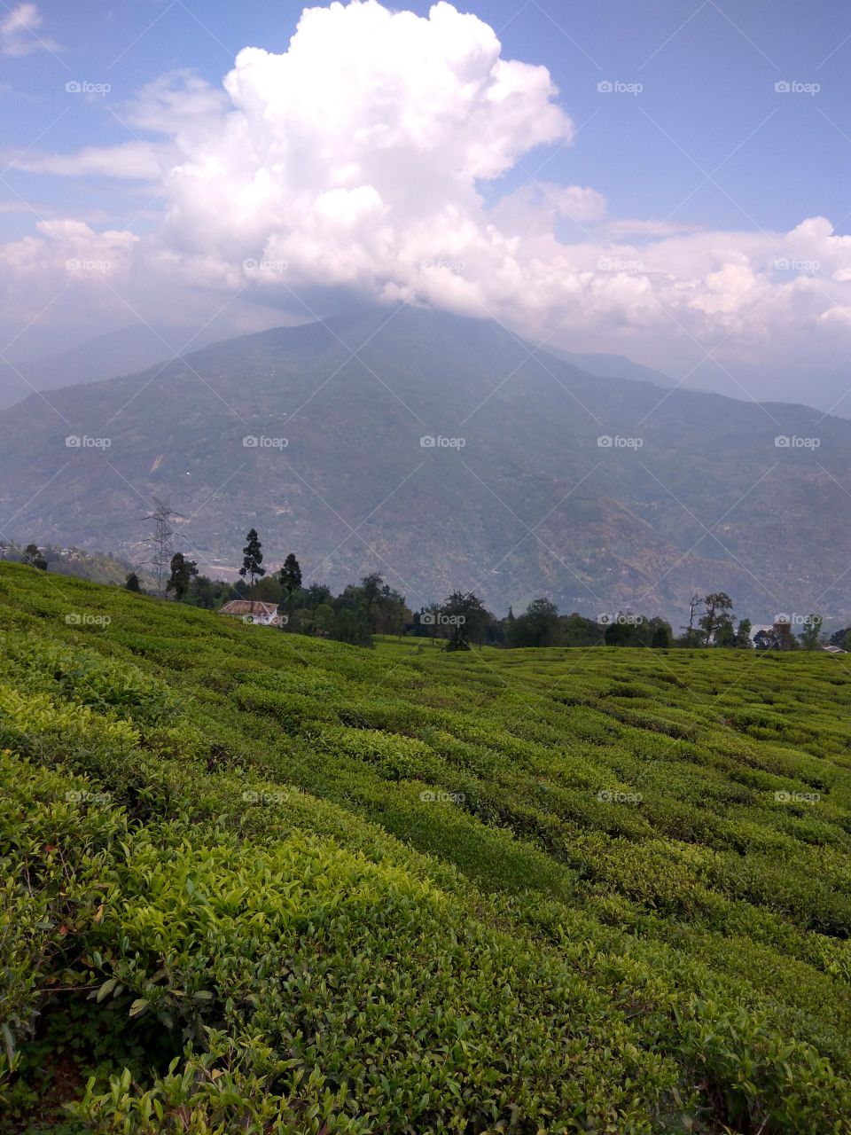 Mountain Tea garden