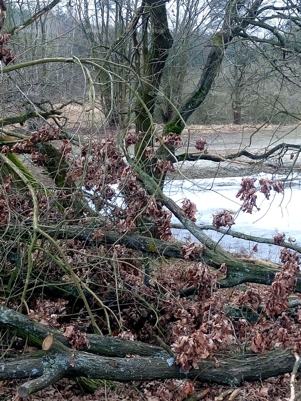 polish nature | wild winter wood frozen river pools