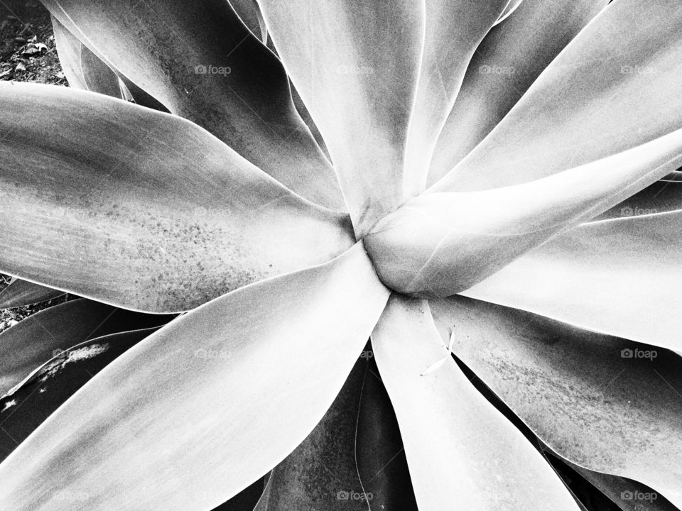 Succulent Agave. Black and white of agave plant. 