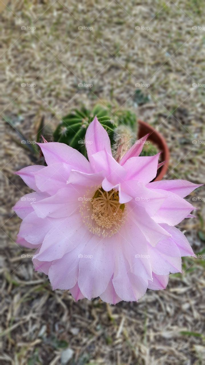 pink flower. cactus flower