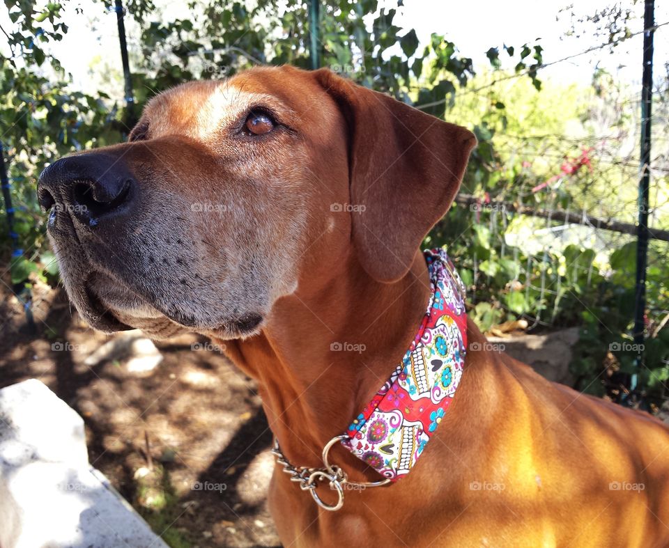 Rhodesian Ridgeback with sugar skull collar