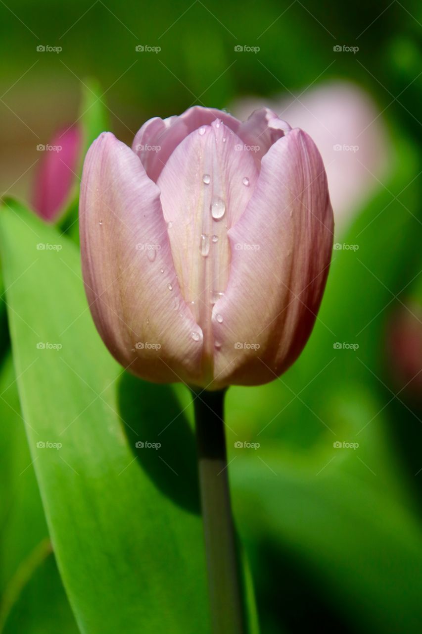 Tulip